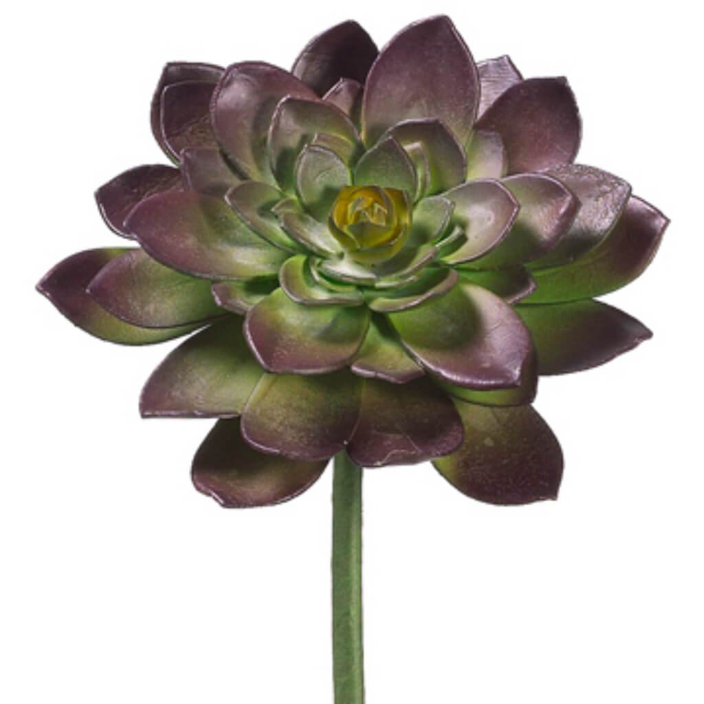 Echeveria Pick 8in Plum Green 