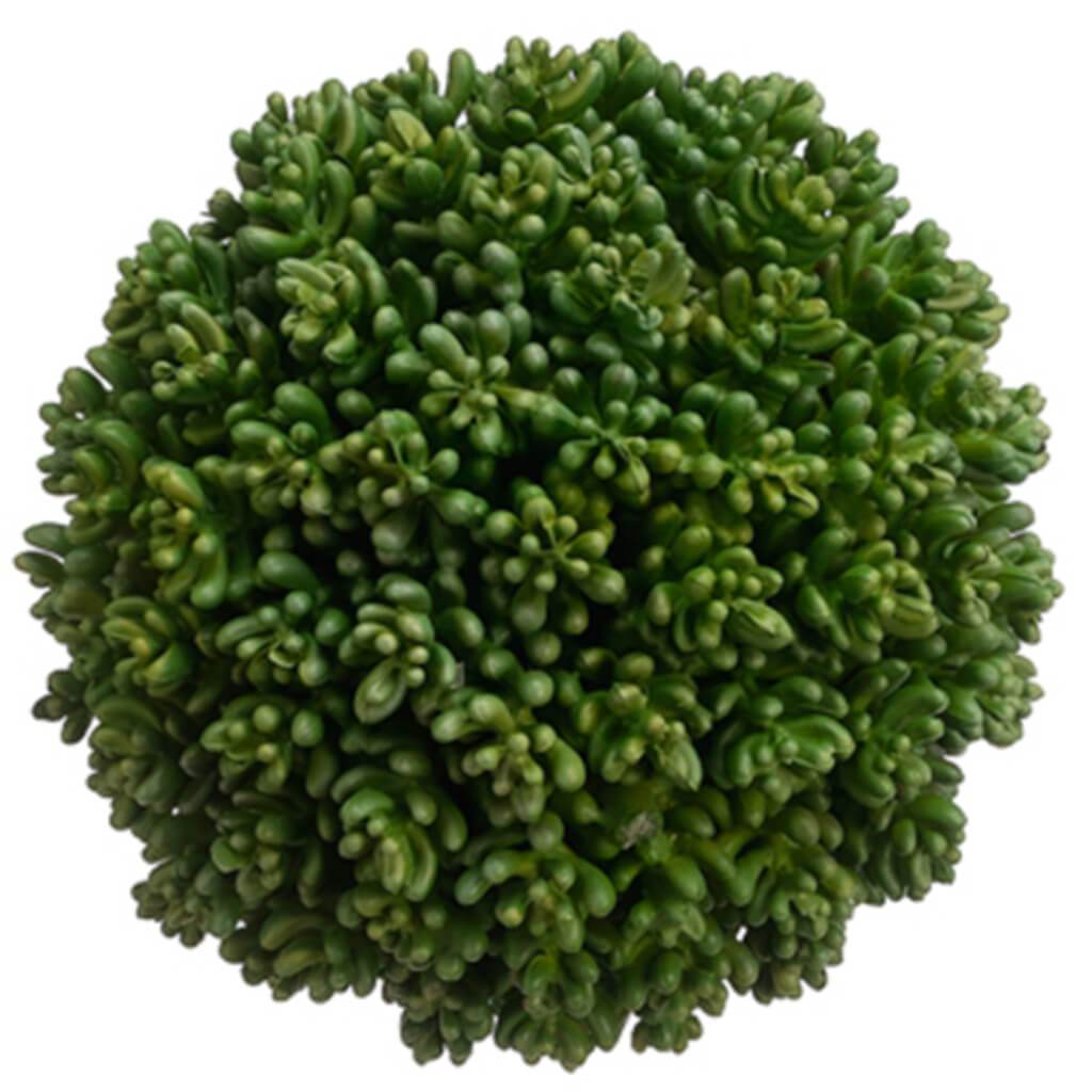 Succulent Orb 5.5&quot; Green 