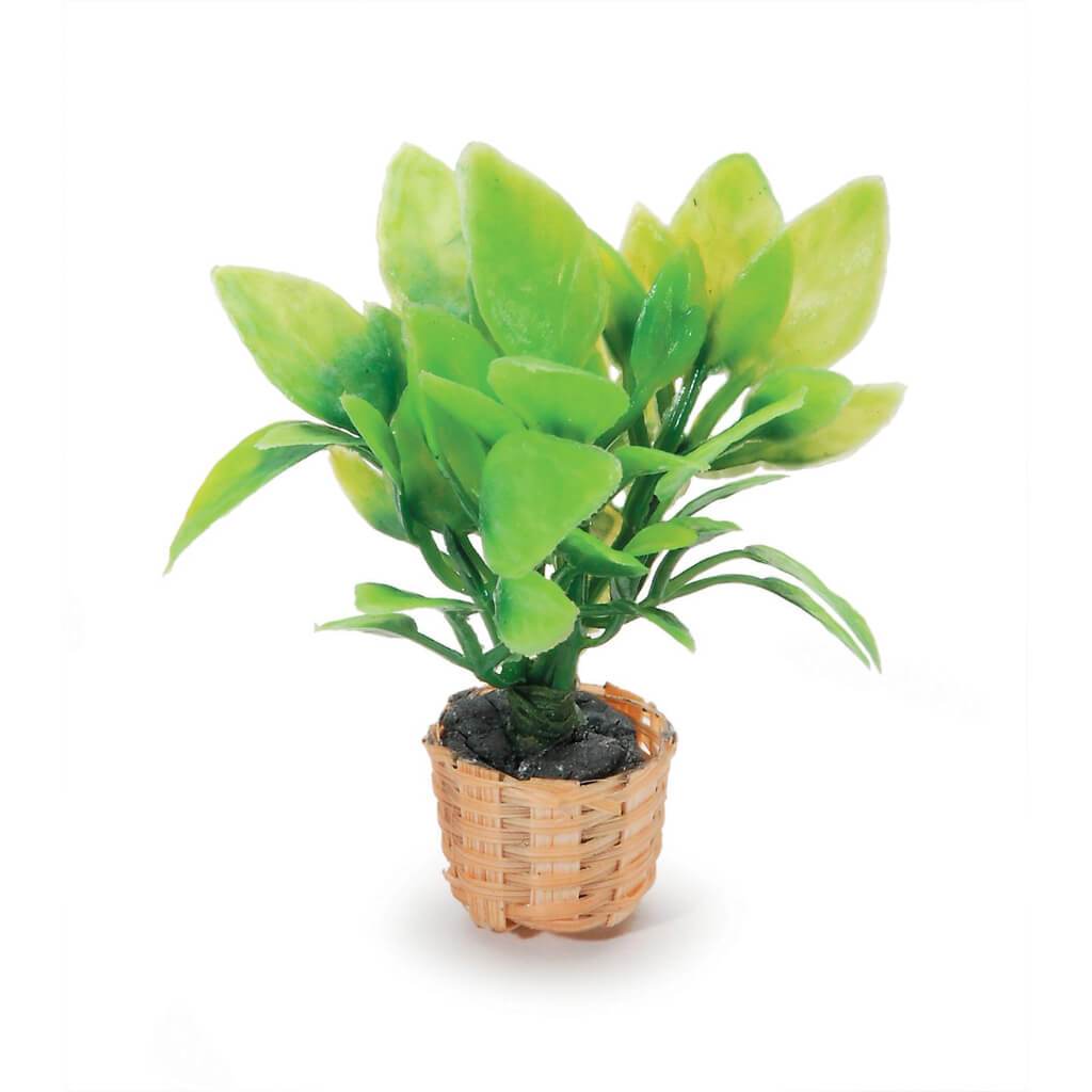 MINIATURE FERN IN BASKET 2.75IN 