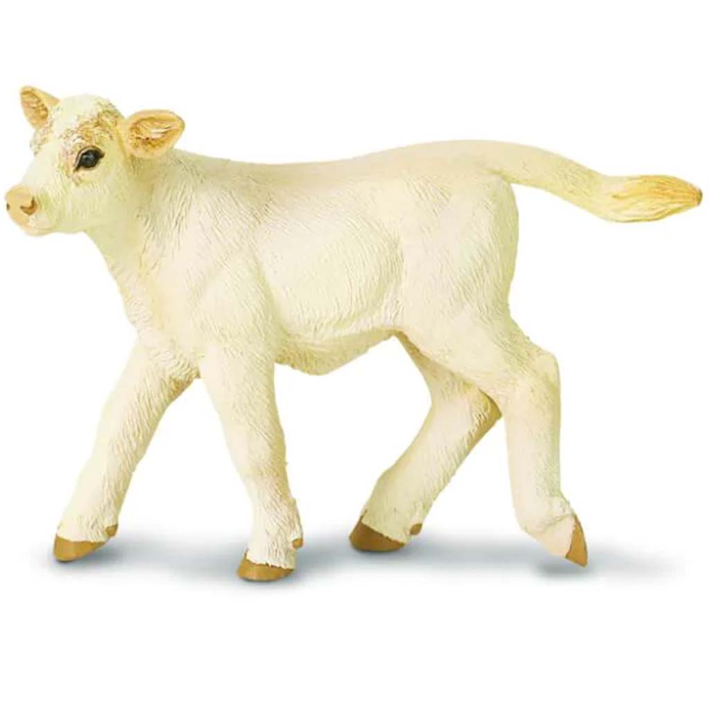 Charolais Calf 