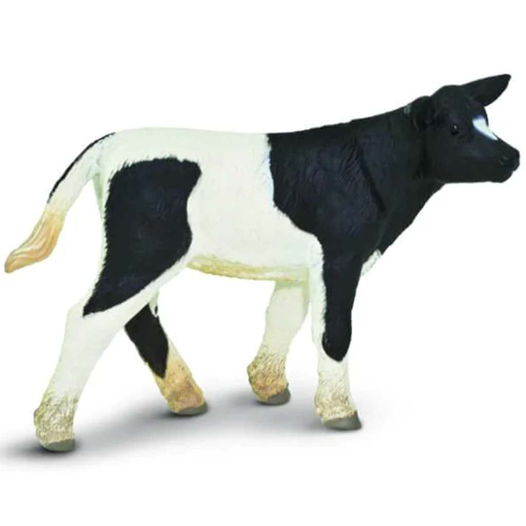 Holstein Calf 