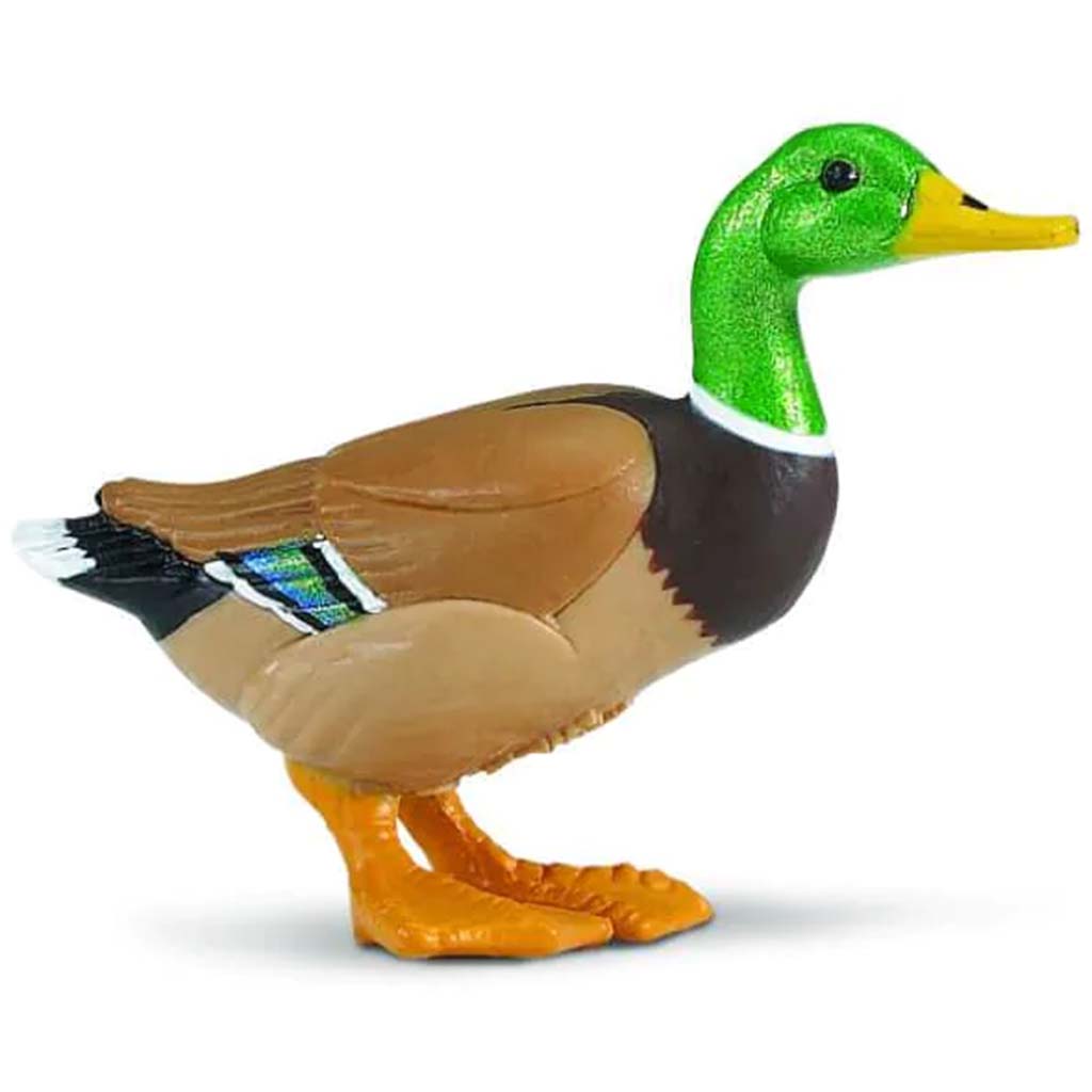 Duck 