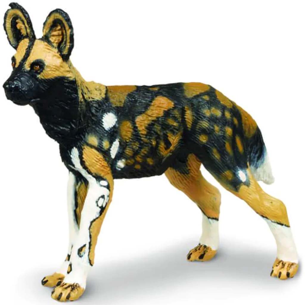 African Wild Dog 