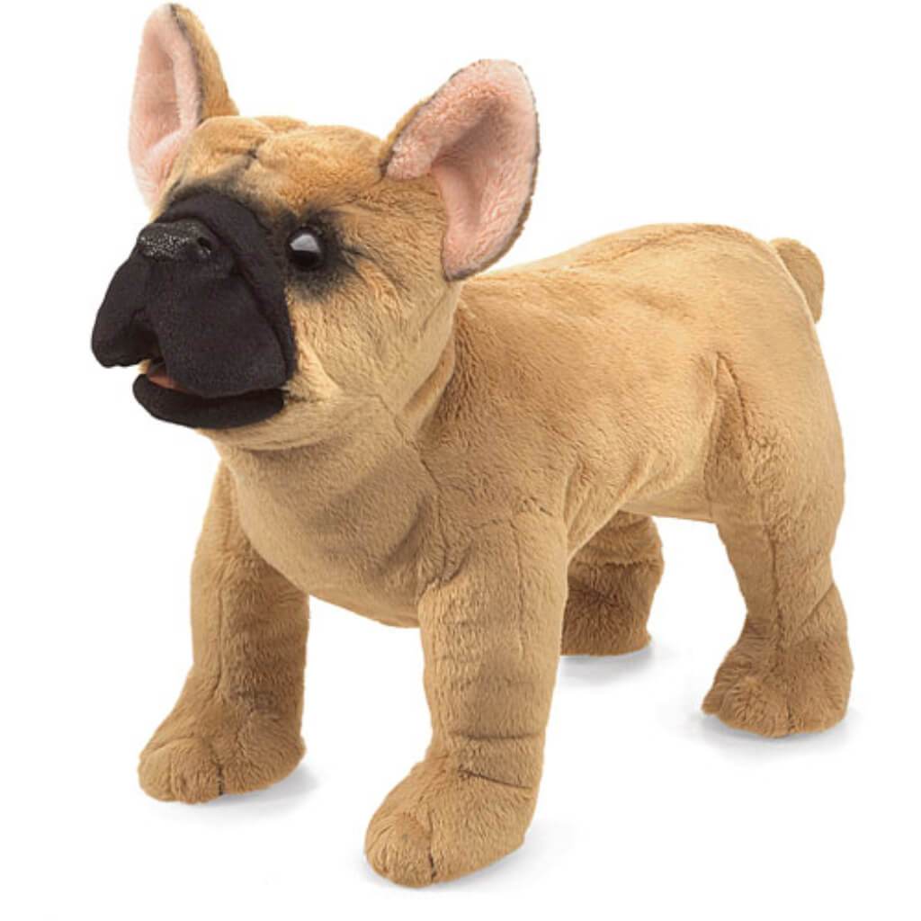 French Bulldog 