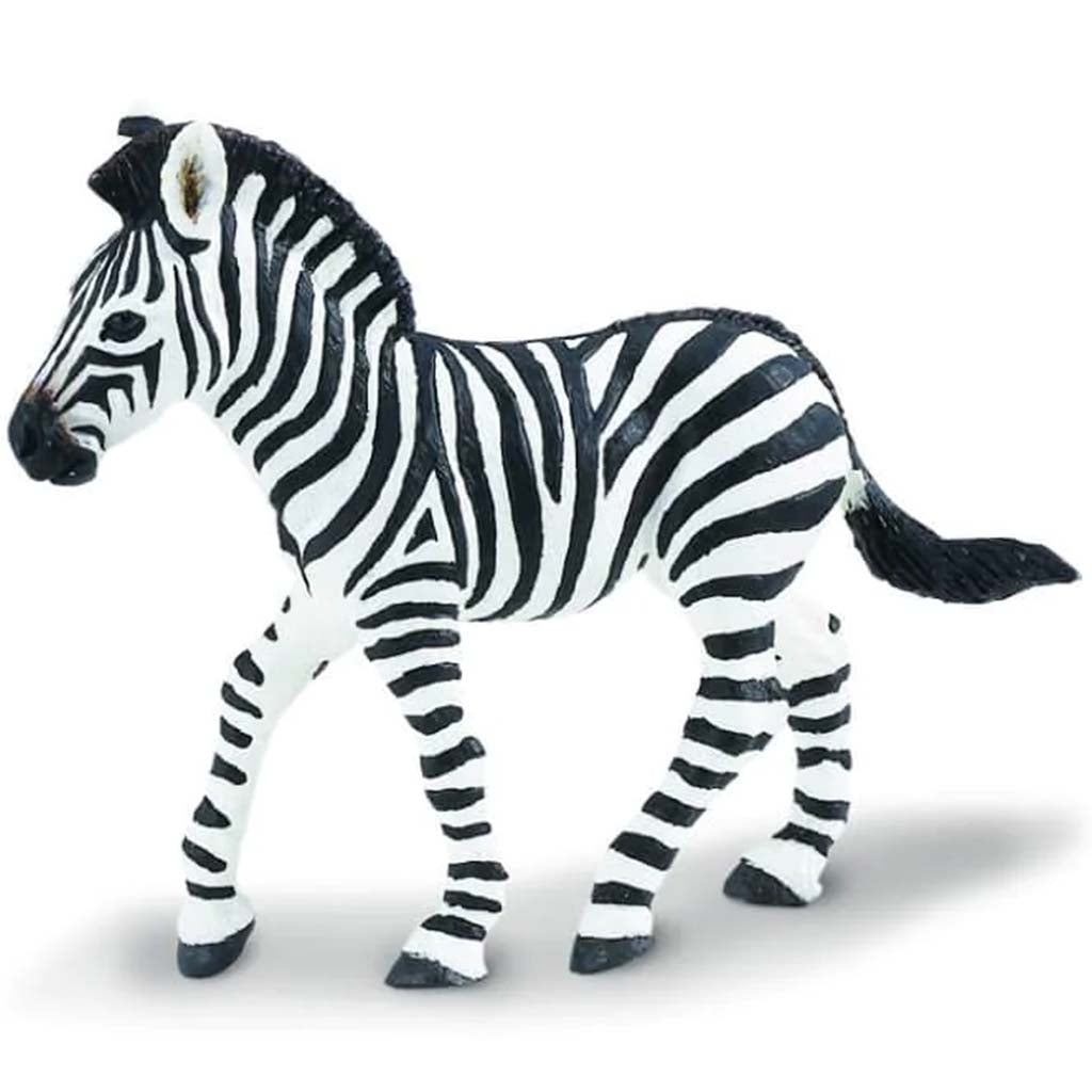 Zebra Foal 