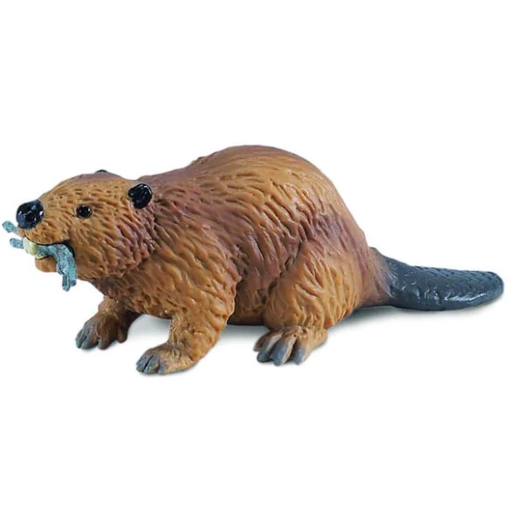 Beaver 