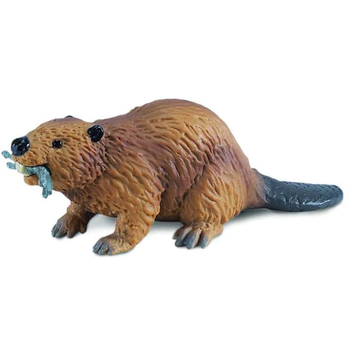 Beaver 
