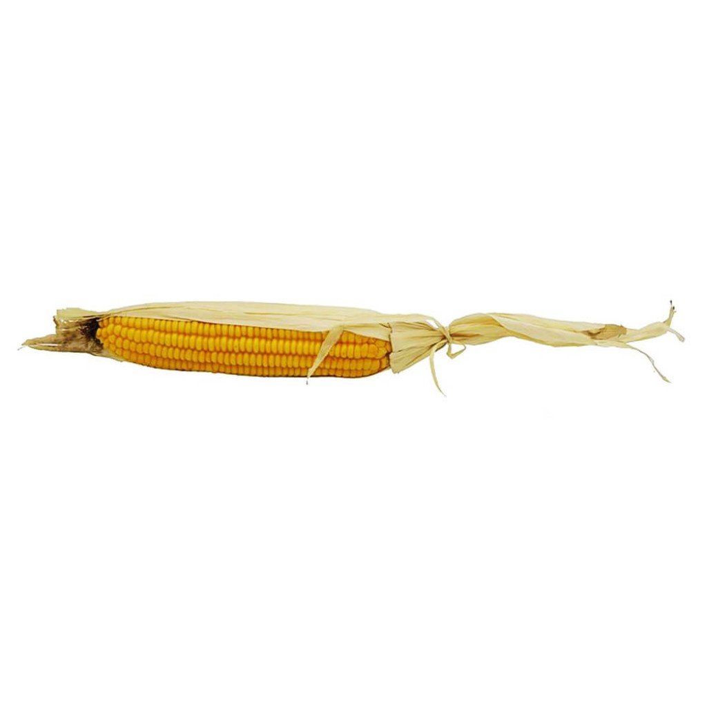 Large Corn With Husk 