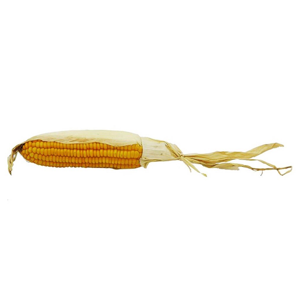 Medium Corn With Husk, Light Yellow 