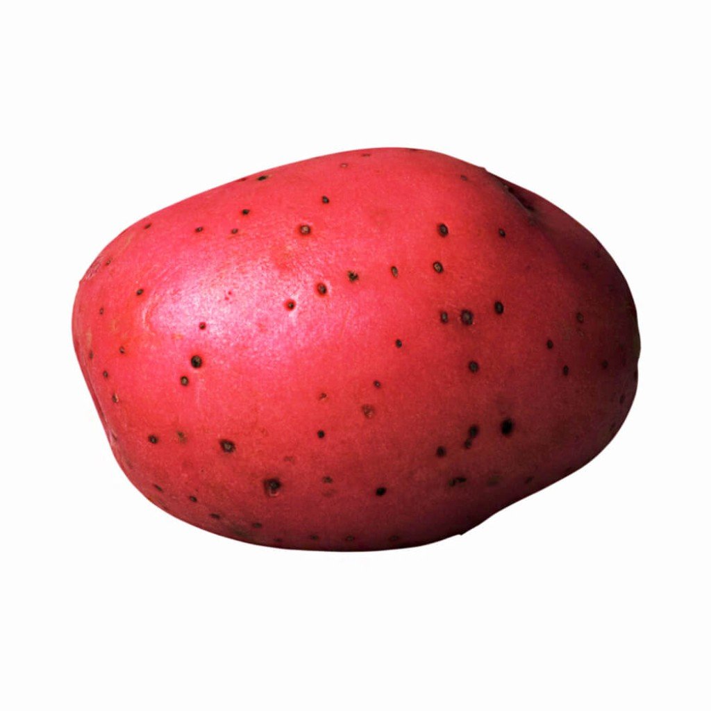 Medium Potato, Red 