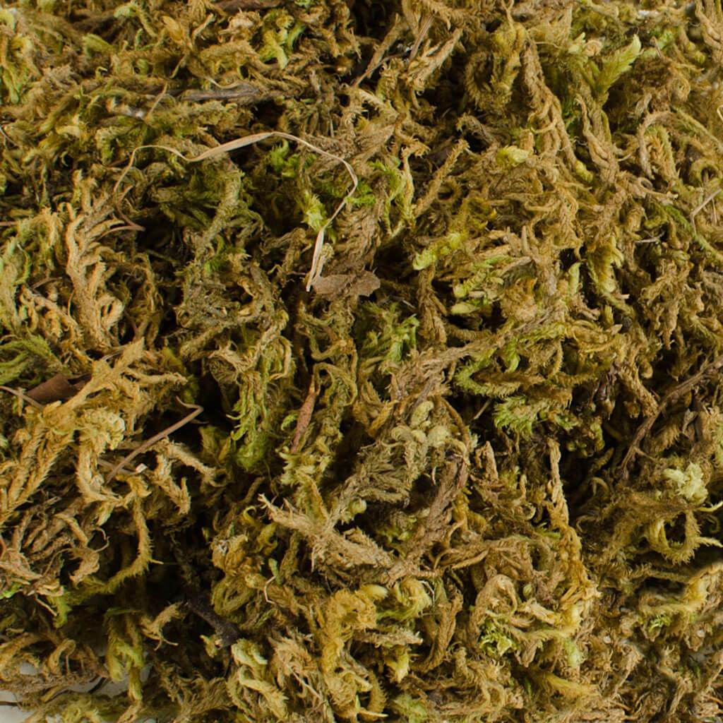 Dried Green Moss 50gm