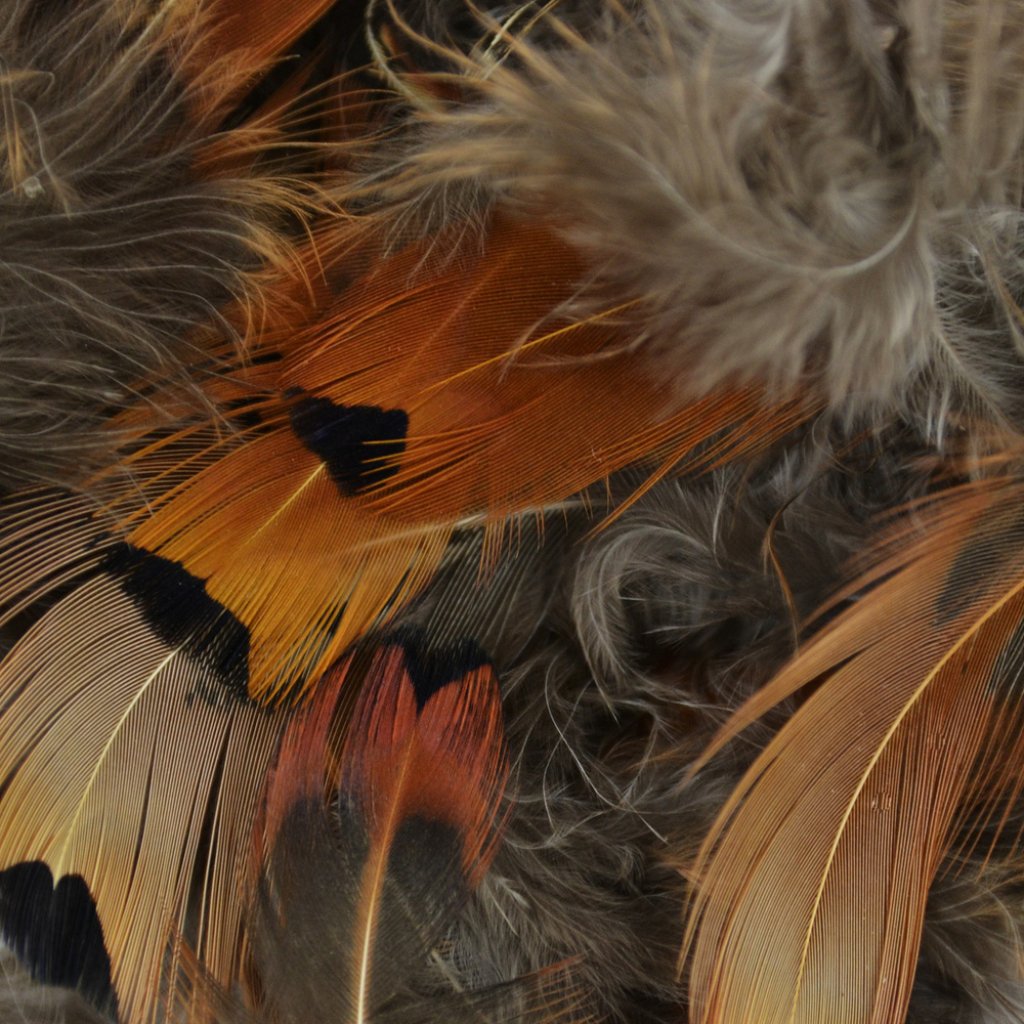 Ringneck Pheasant Plumage 2Gm 