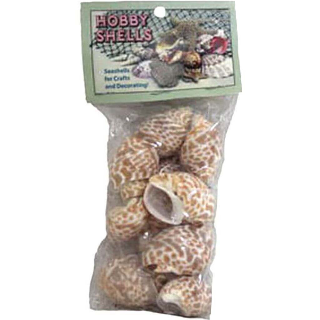 Babylonia Spirata Seashell with Header