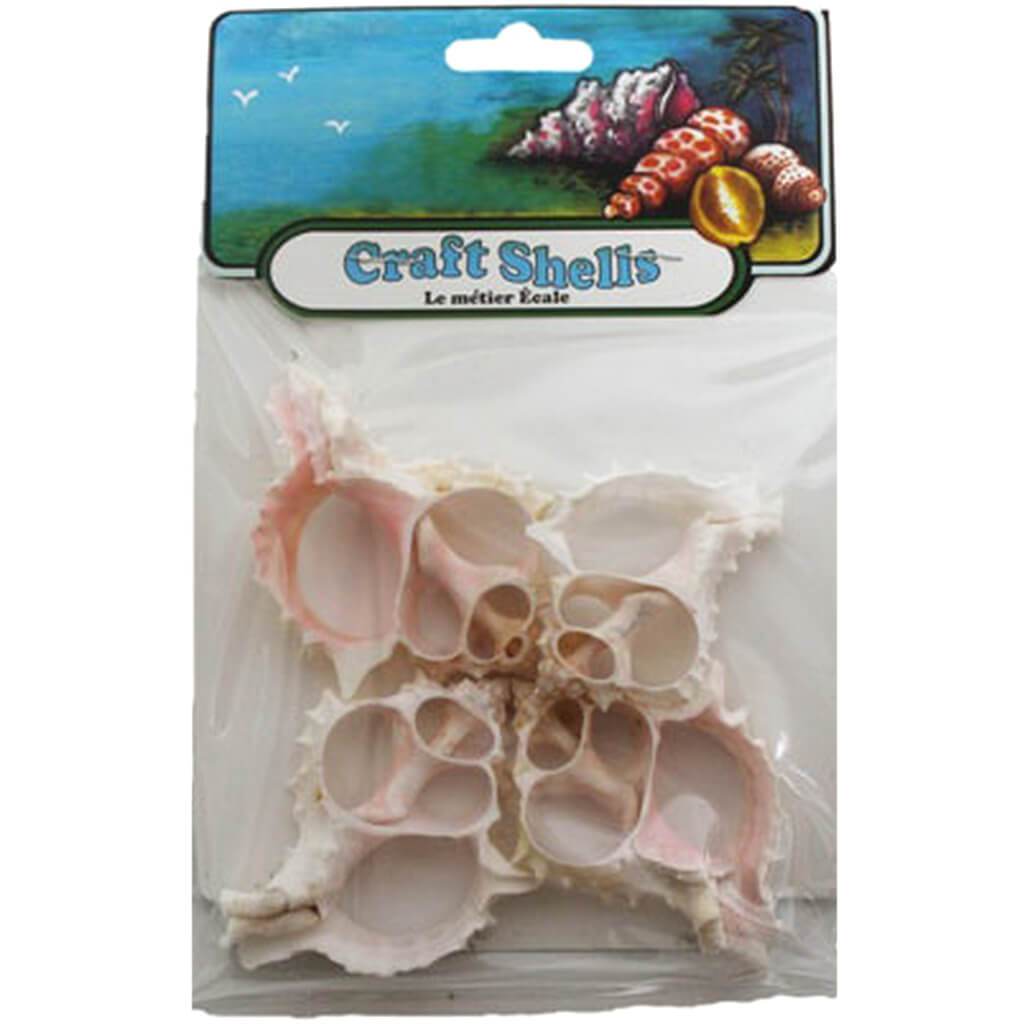 Pink Murex Seashell Slices