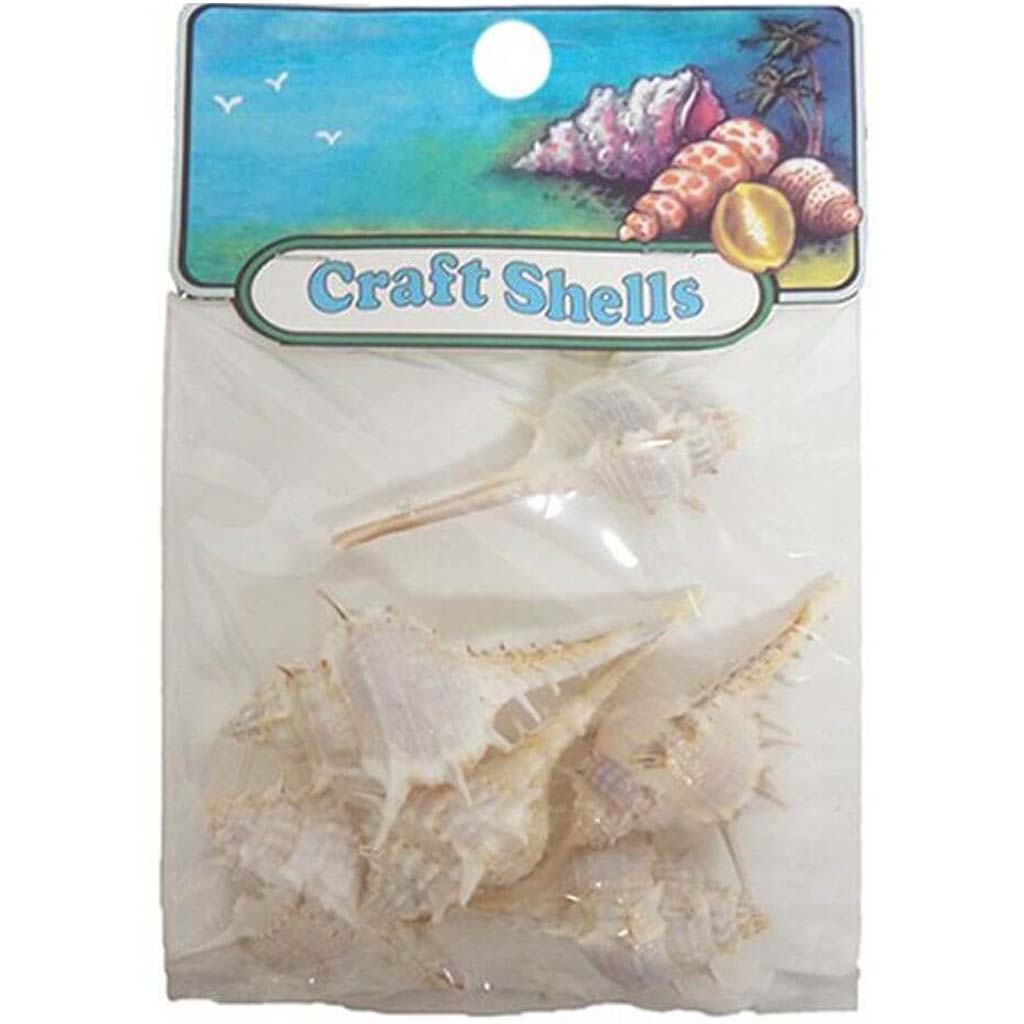 Murex Trappa Seashell- Craft Pack