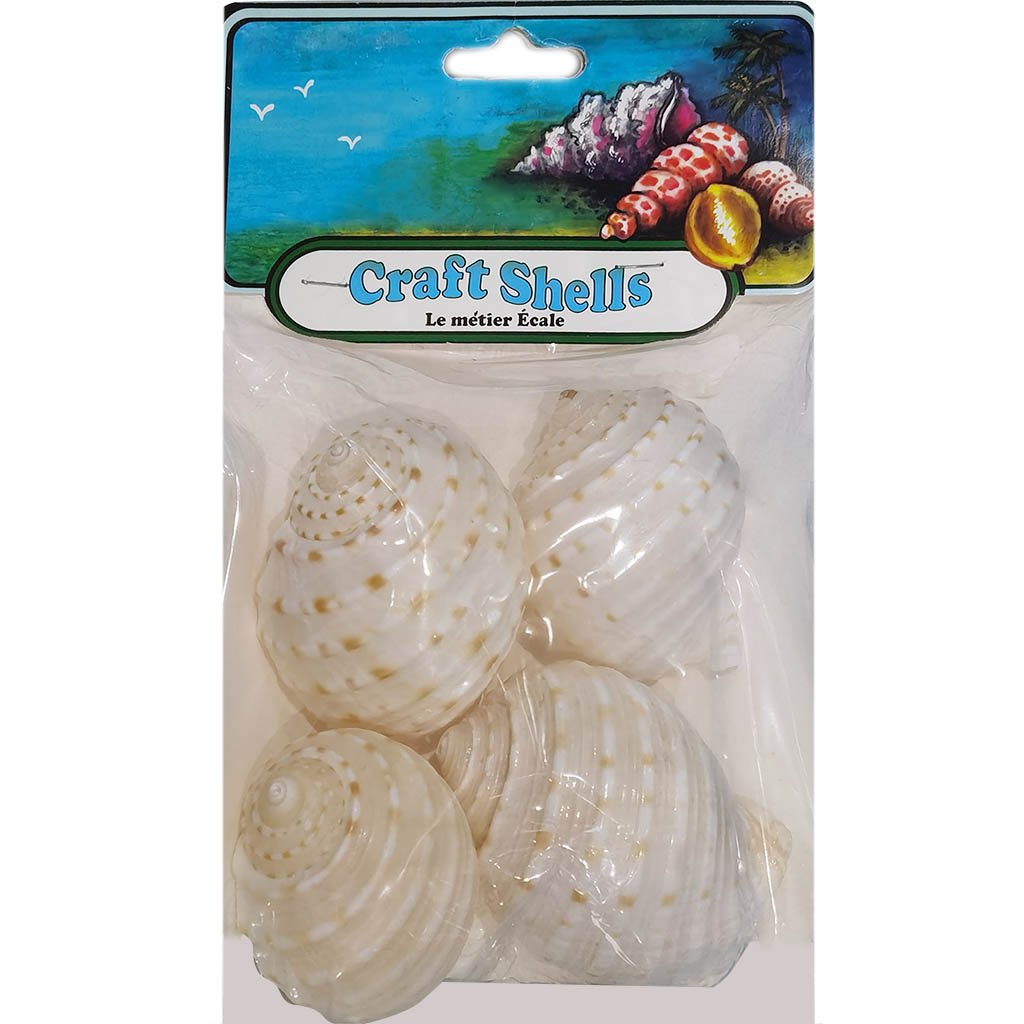 Tonna Tessalata Seashell India 4