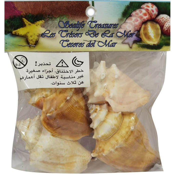 Conch Seashell with Header