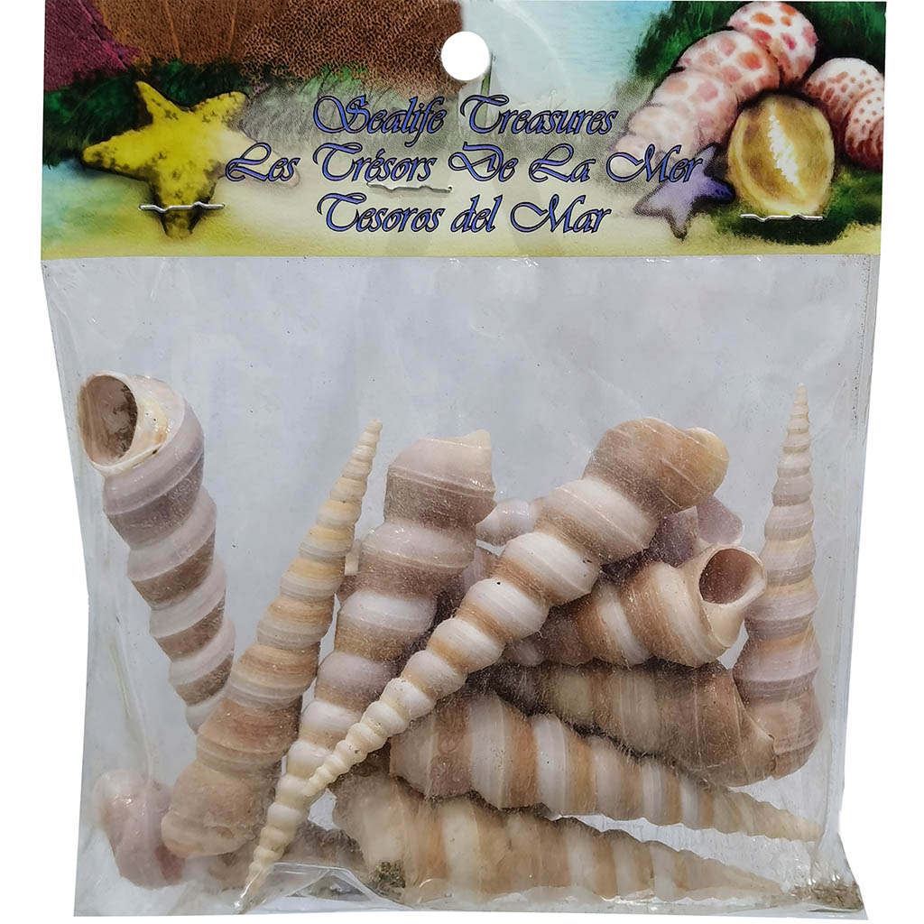 Turitella Seashells with Header