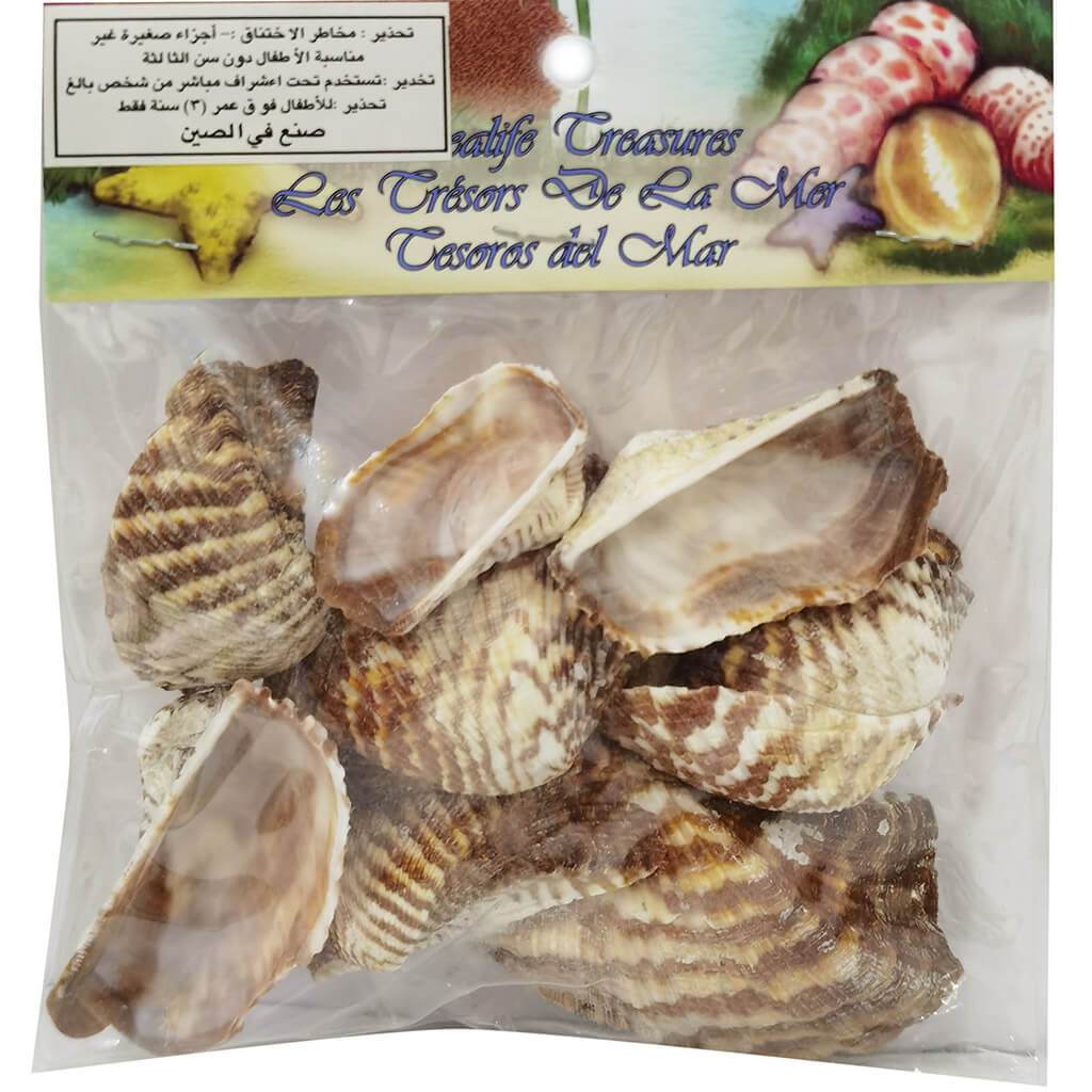 Turkey Wings Seashells with Header