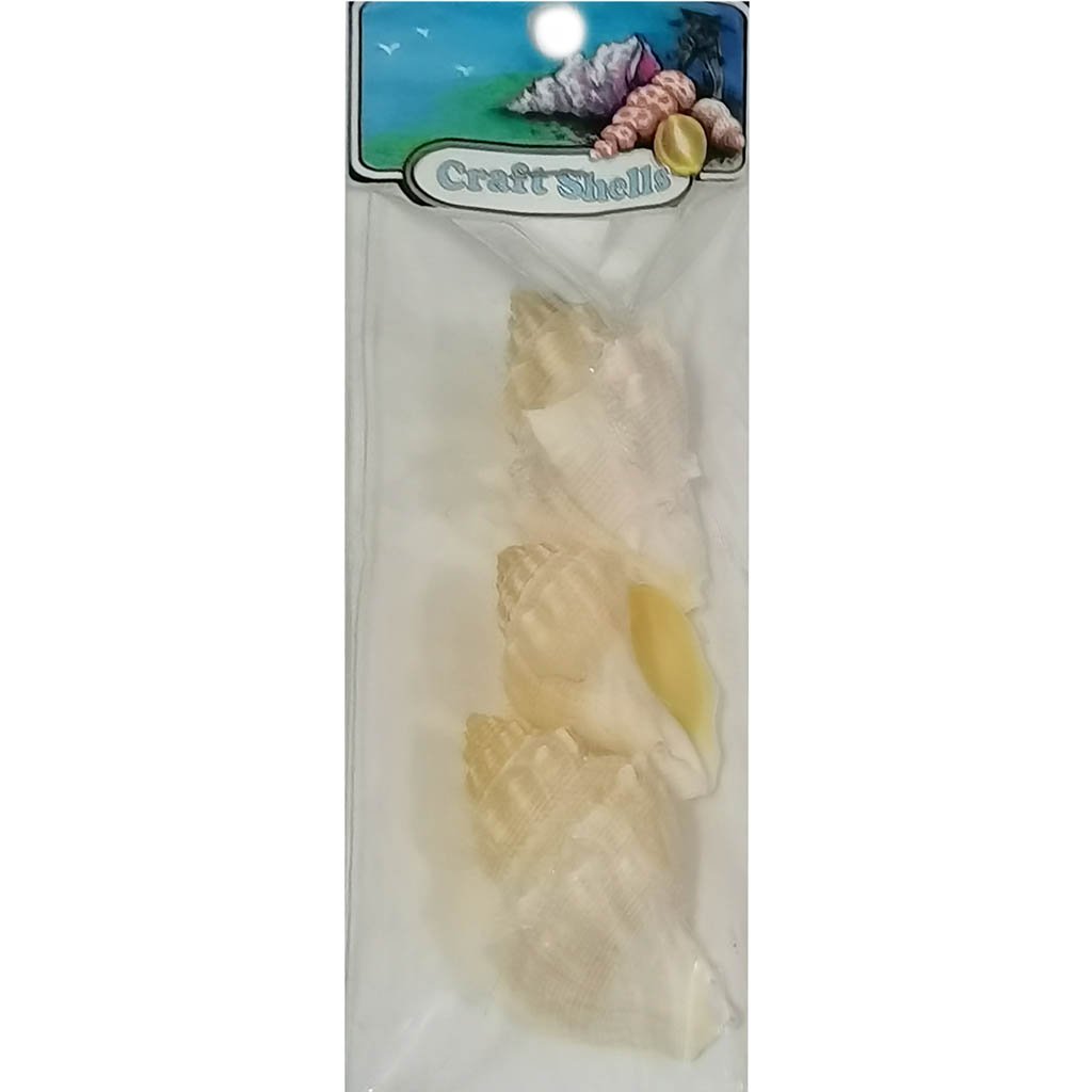 King's Crown Seashell Mexico 6 - Creative Minds