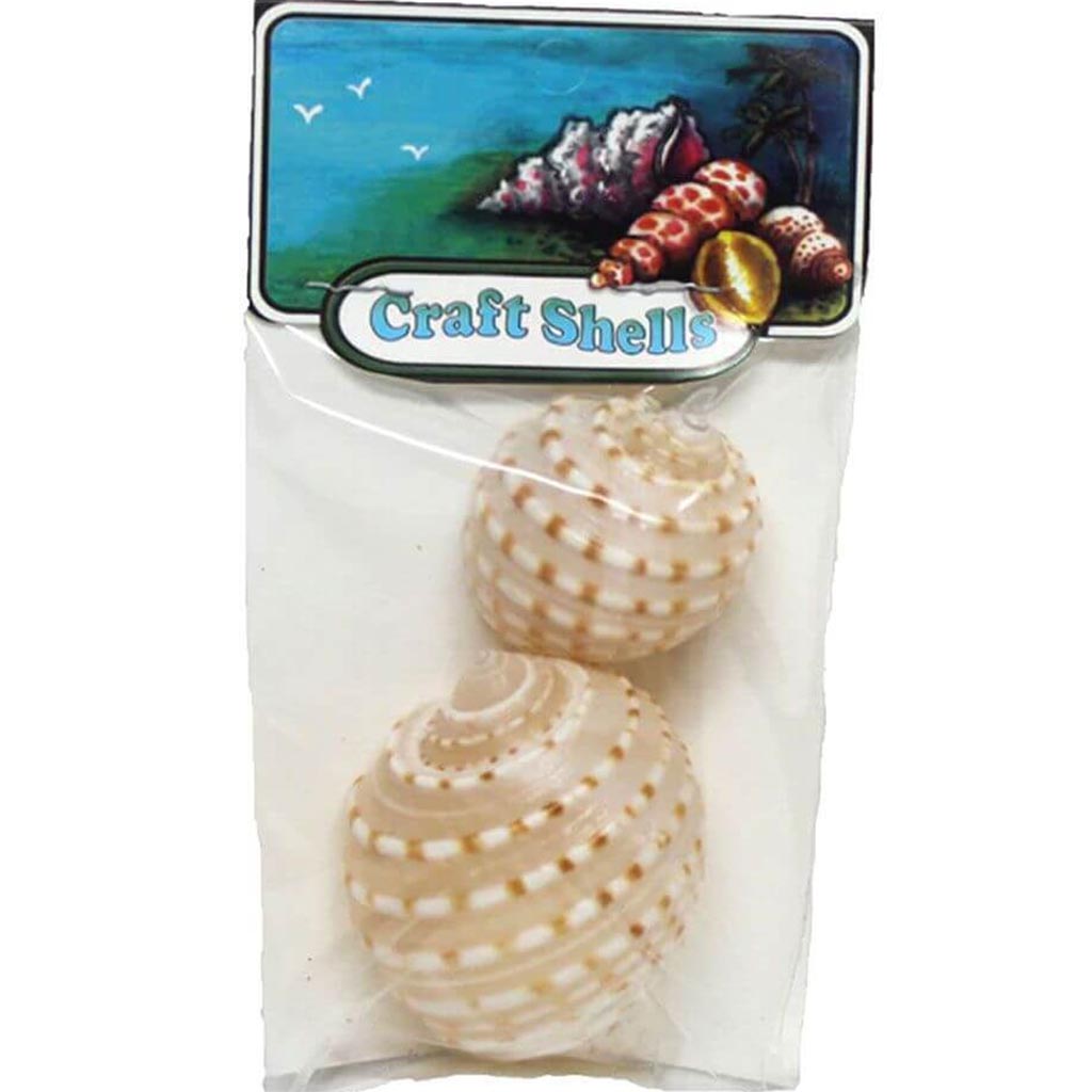 Tonna Tessalata Seashells - 2 Piece Craft Pack