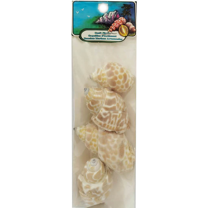 Babylonia Spirata India 4