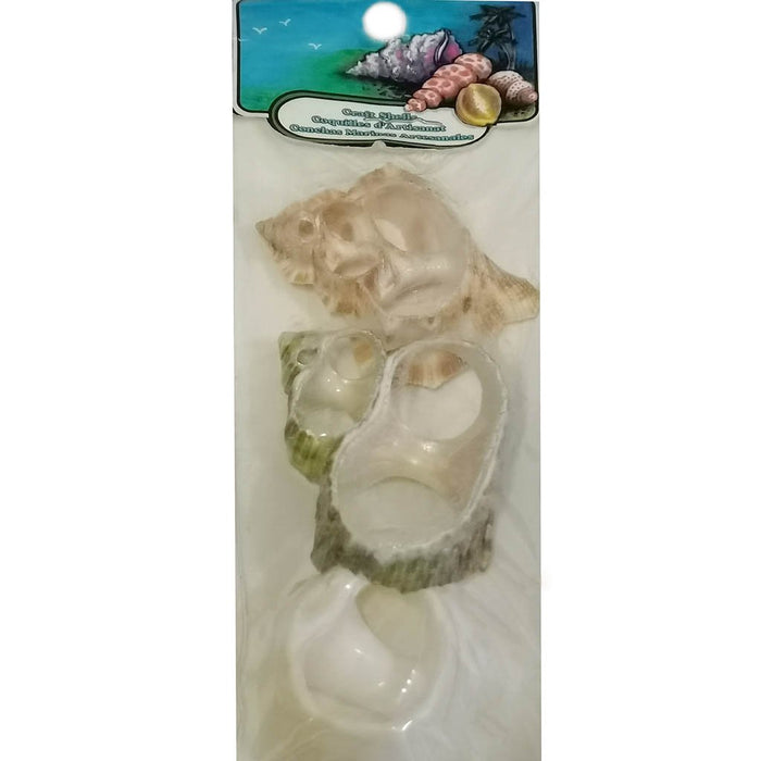 Assorted Sliced Shells India 3