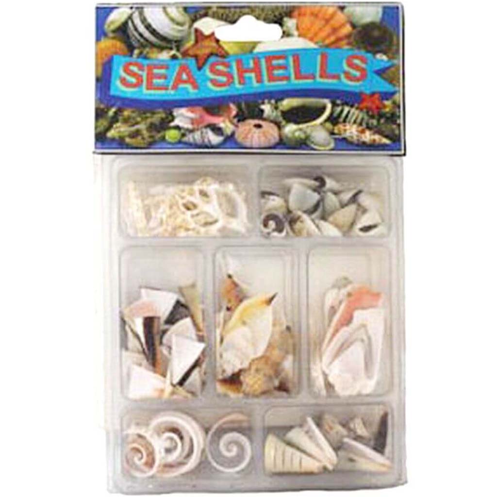 Slice Collection Seashells