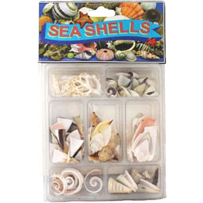 Slice Collection Seashells