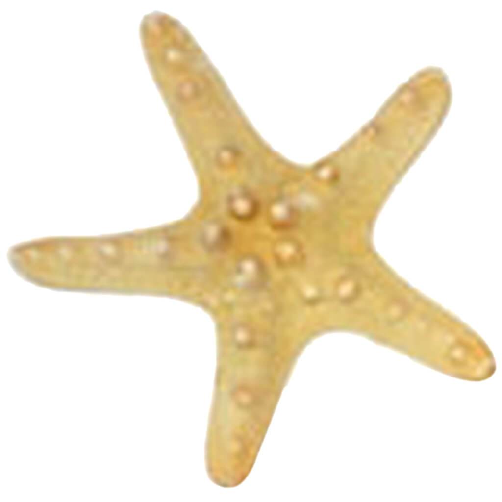 Natural Armoured Star Header