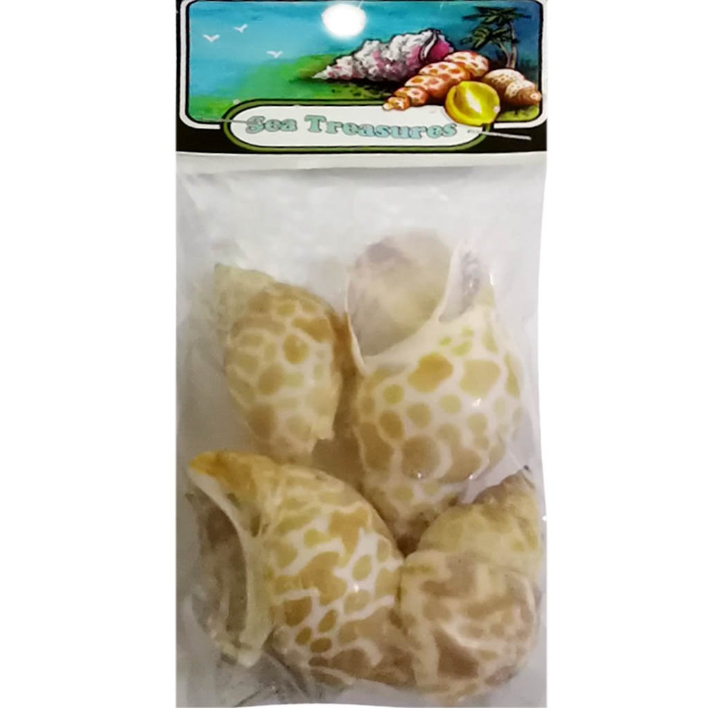 Babylonia Spirata Header