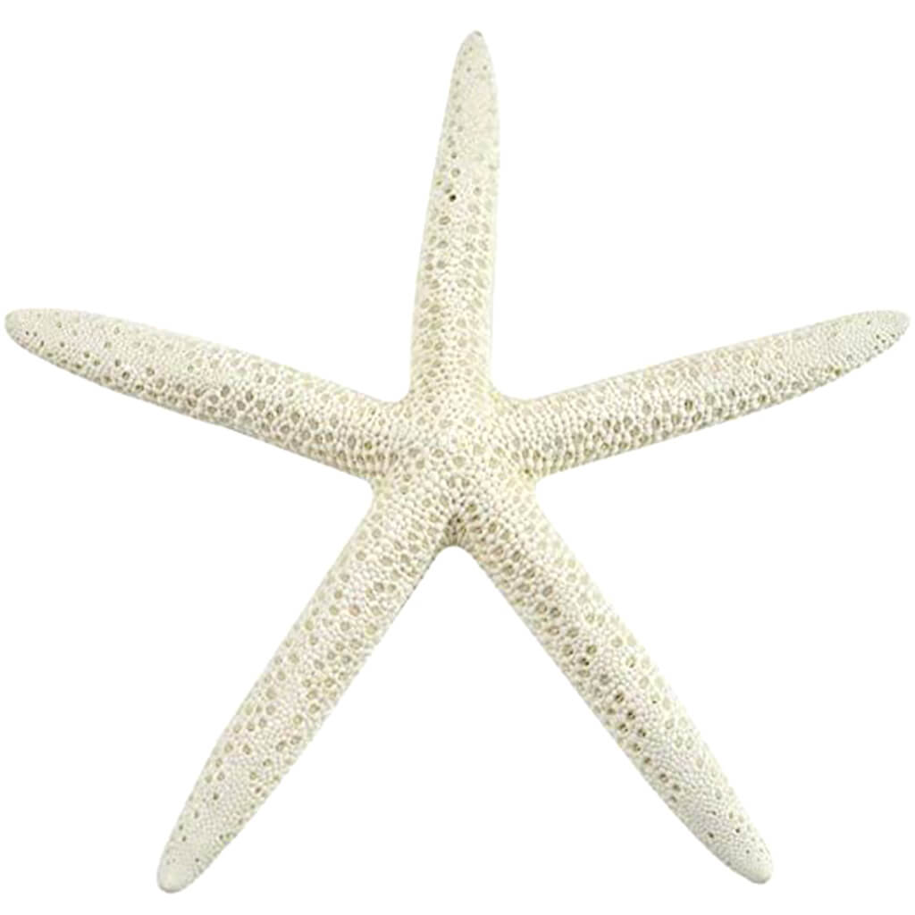 White Finger Starfish 1 Ph