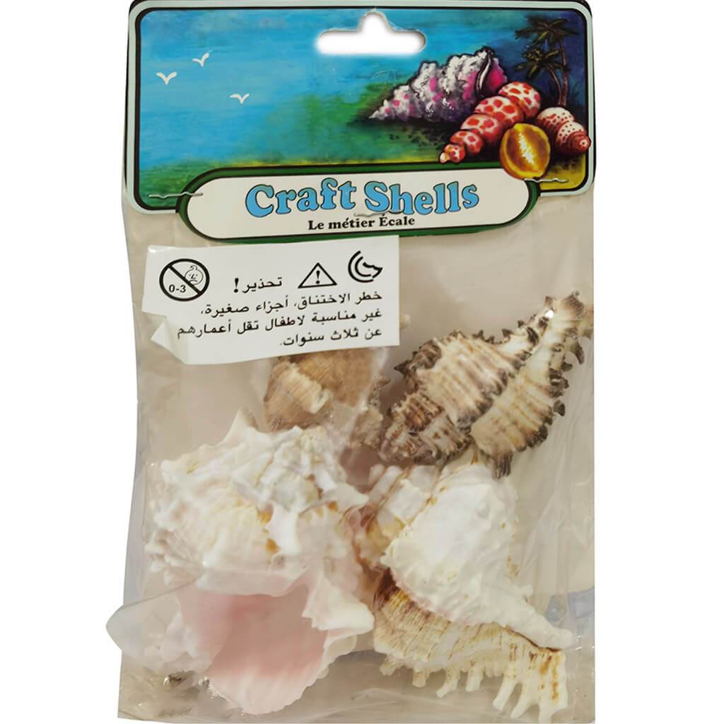 Assorted Murex 4 Mx/Ky/In