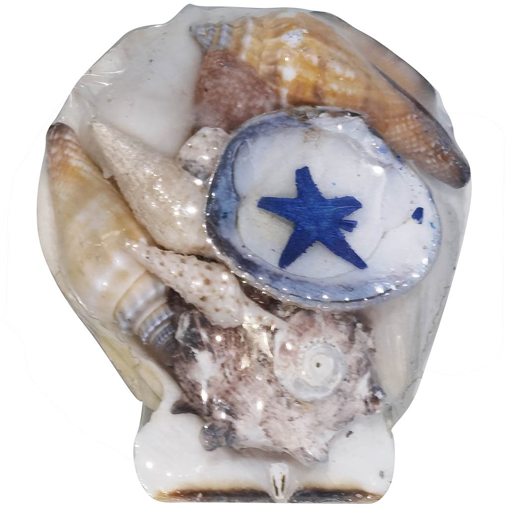 Pecten Shell Packs Pdq