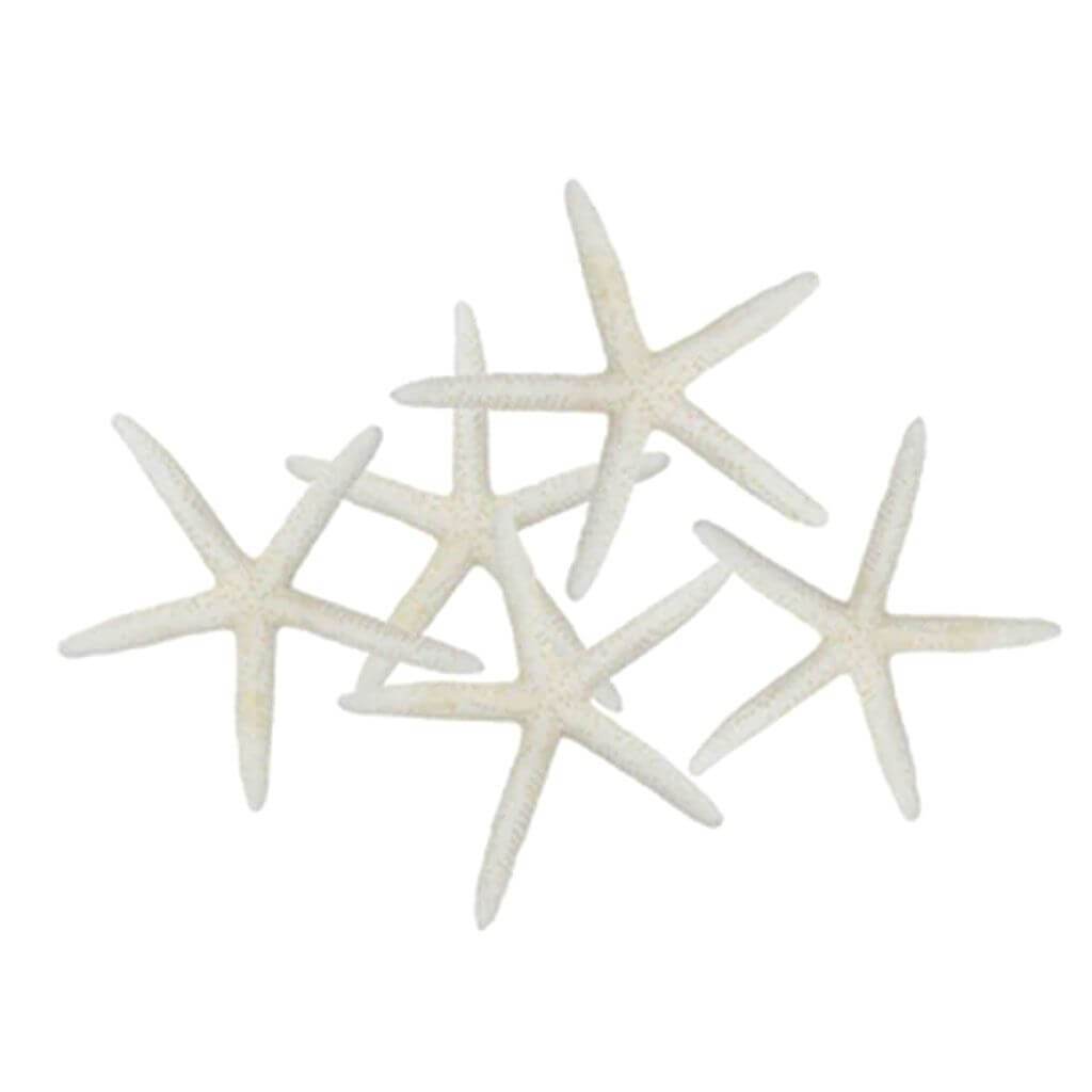 White Finger Starfish 8-9in