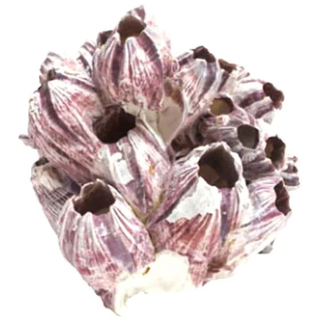 Barnacles 5-7in