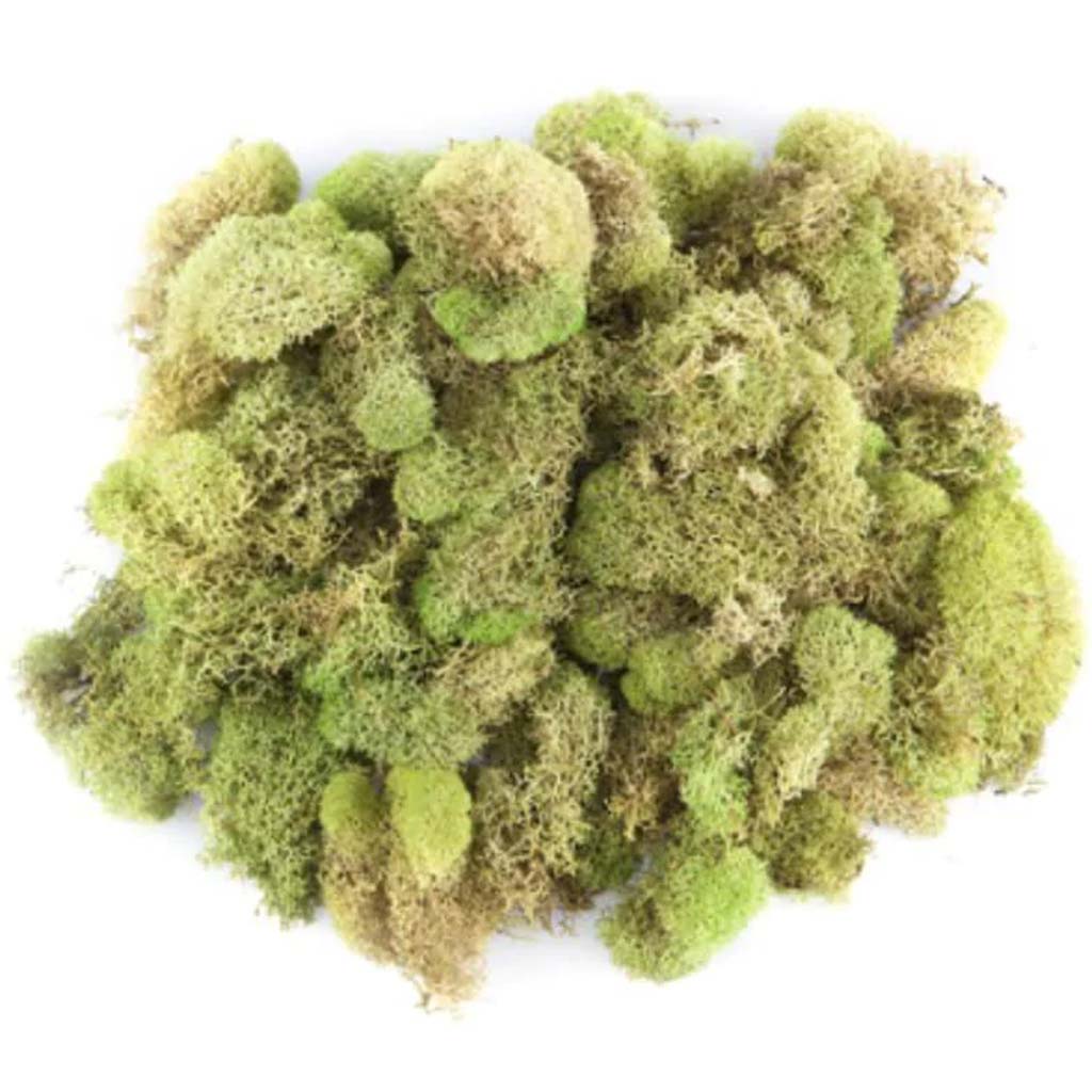 Preserved Light Green Reindeer Moss 