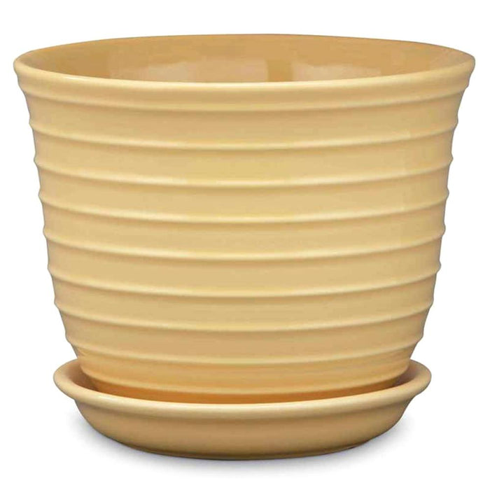 Jefferson Planter Daffodil 6in 