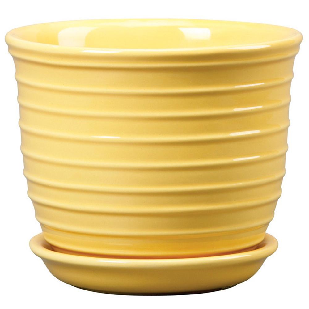 Jefferson Planter Daffodil 8.5in 