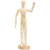 Manikin Wood Male