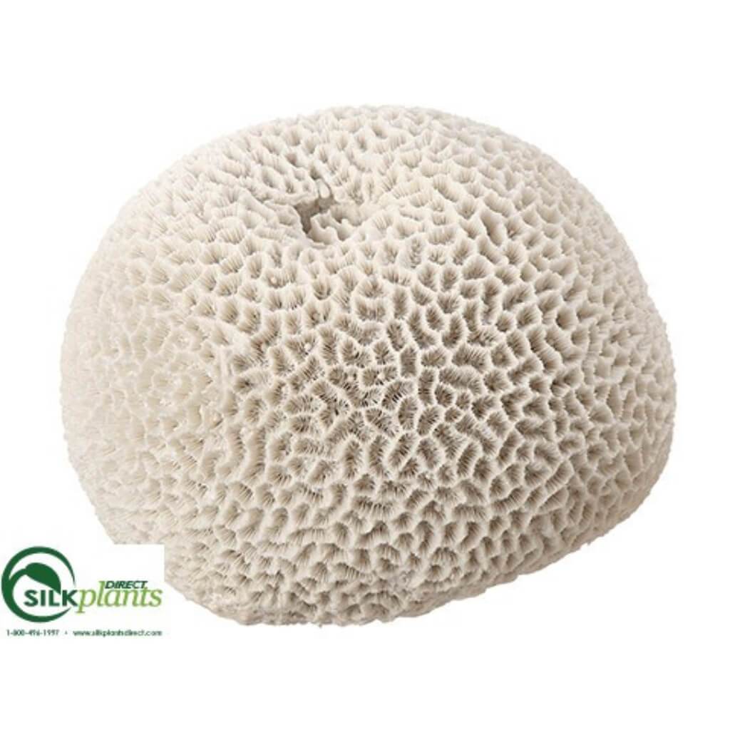 5in BRAIN CORAL IV 