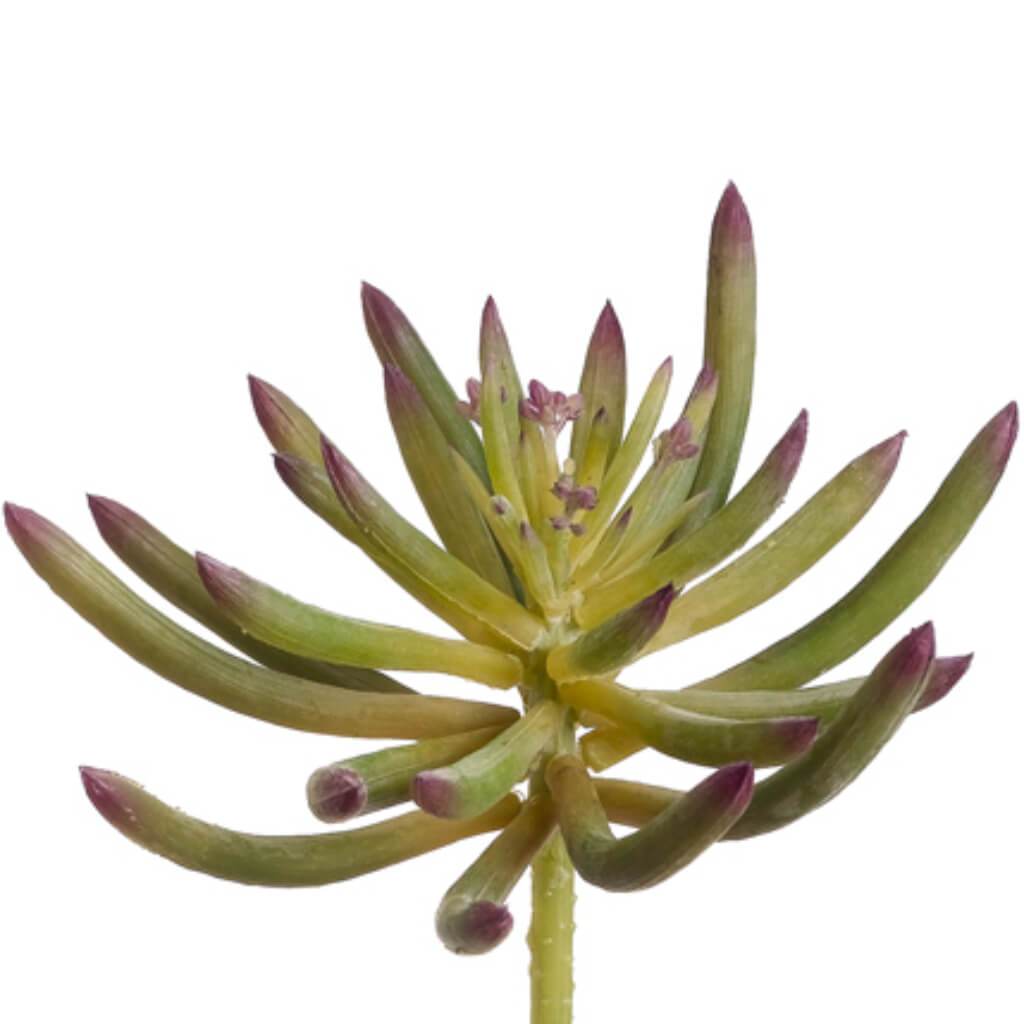 Soft Plastic Spike Aeonium 5.5in Green Burgundy 