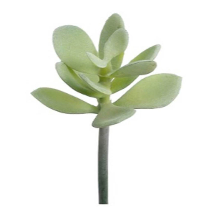6.5"JADE PLANT 