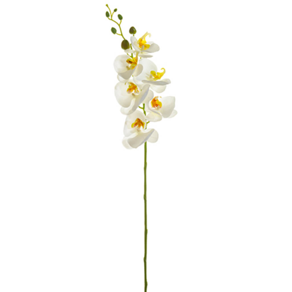 Phalaenopsis Orchid Spray 33in White