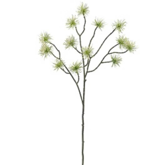 Witch Hazel Spray 28" Cream Green 
