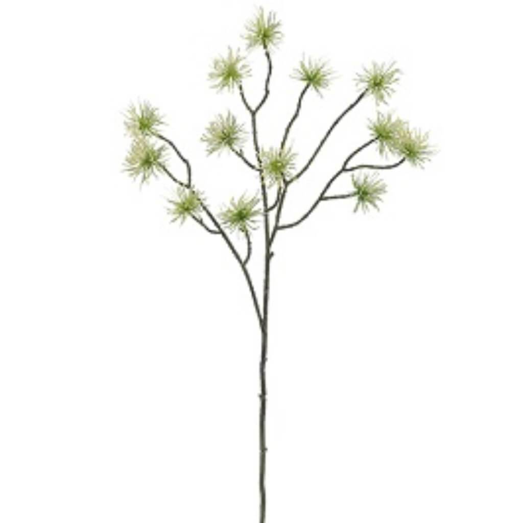 Witch Hazel Spray 28" Cream Green 