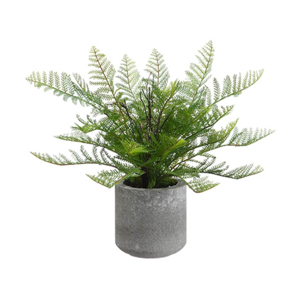 LACE FERN IN CEMENT POT 15in GREEN 