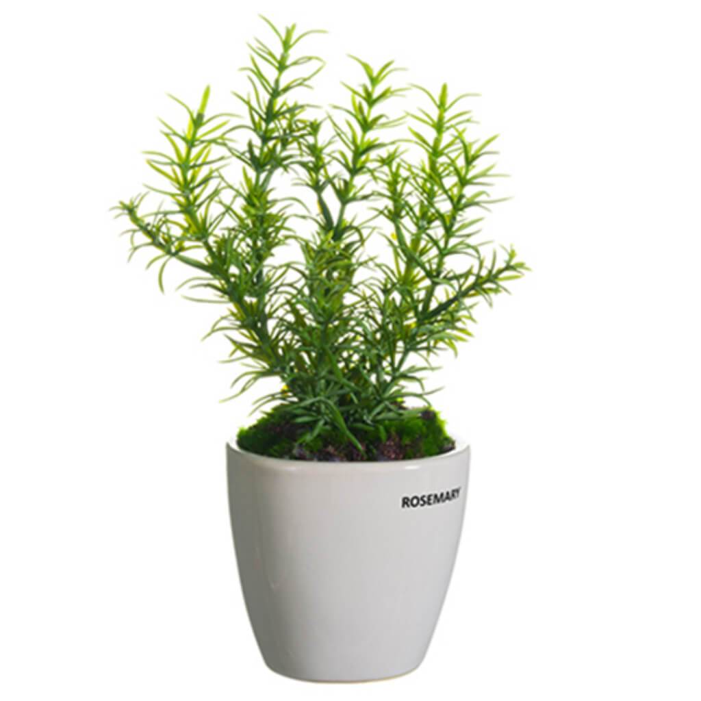 11&quot;ROSEMARY IN CERA.VASE GR 