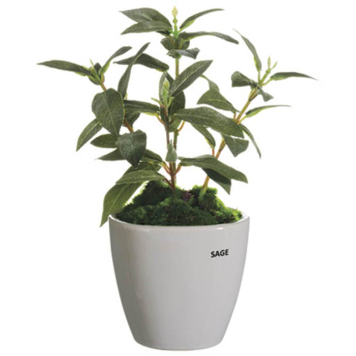 Sage In Ceramic Vase 11" Green 