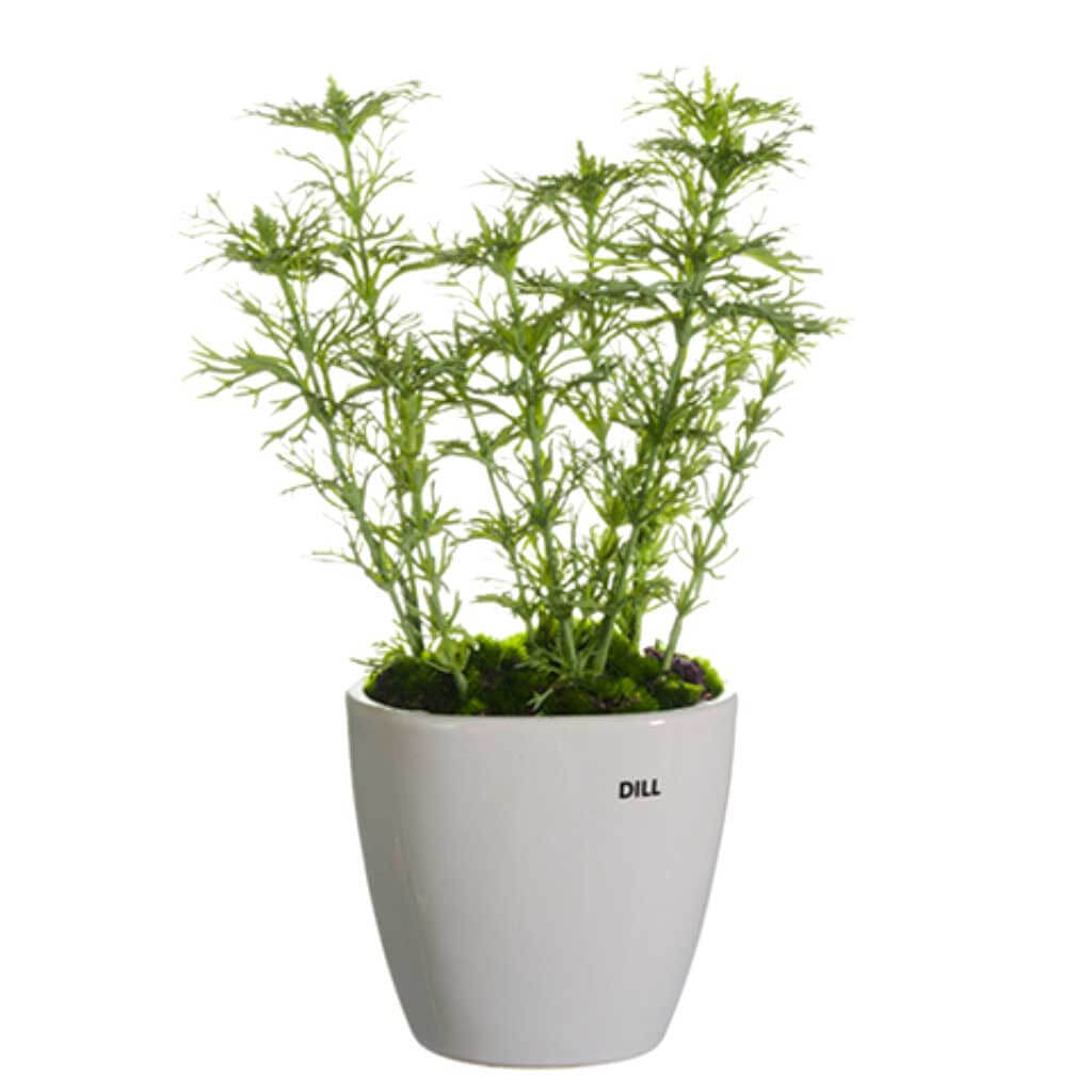 Dill In Ceramic Vase Green, 11in